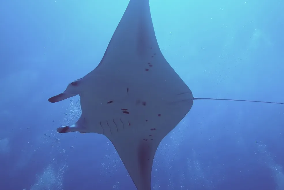 Dev Okyanusus Mantası, Yüzgeç Balığı balığı