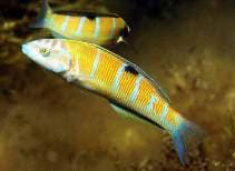 Güneş Balığı balığı