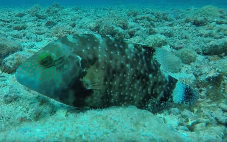 Grida, Lahoz Balığı, Lagos resmi grida