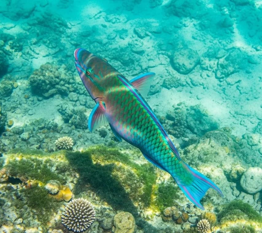 İskaroz Balığı balığı