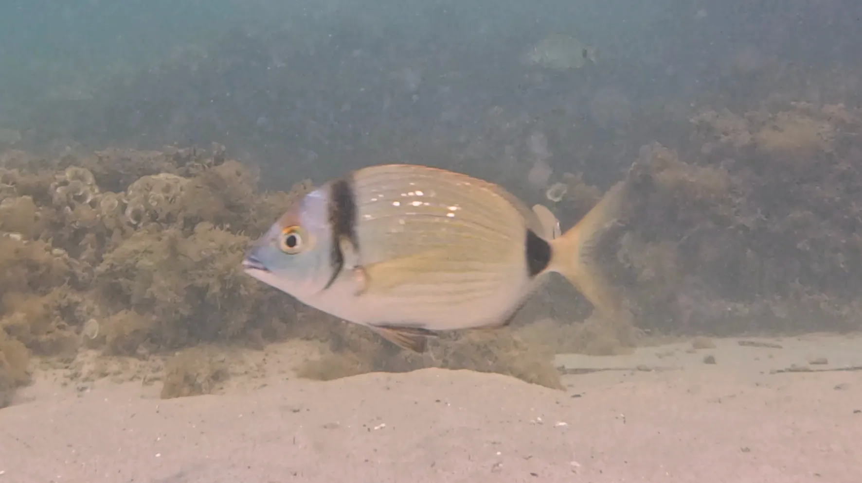 Karagöz Balığı balığı