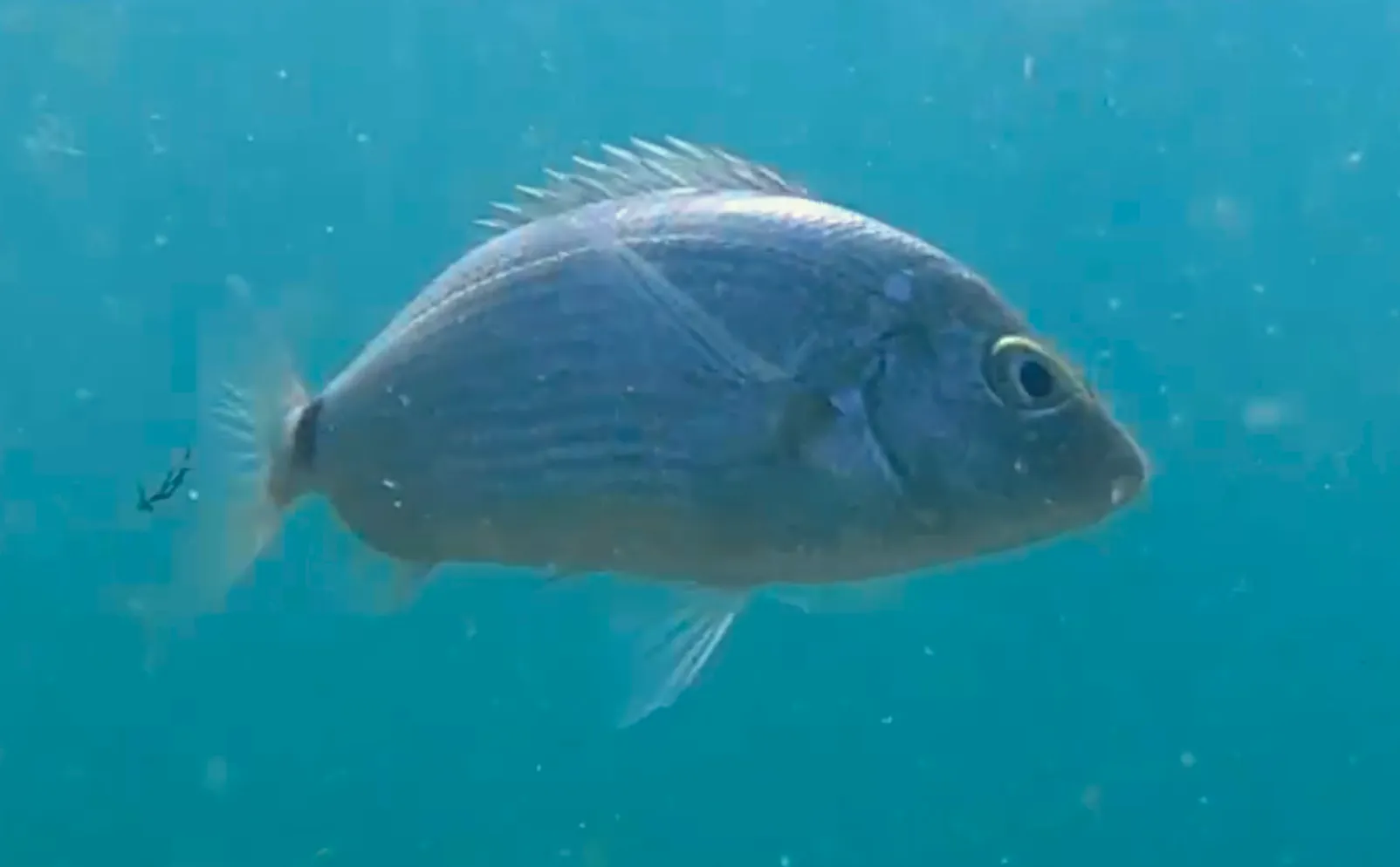 karakuyruk balığı