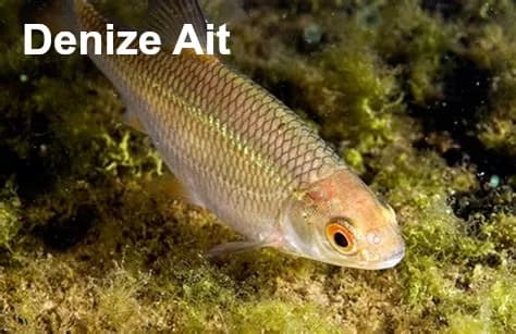 Yazı Balığı balığı