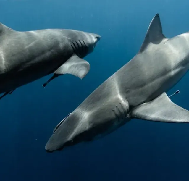 Mako Cinsi Köpek Balığı balığı