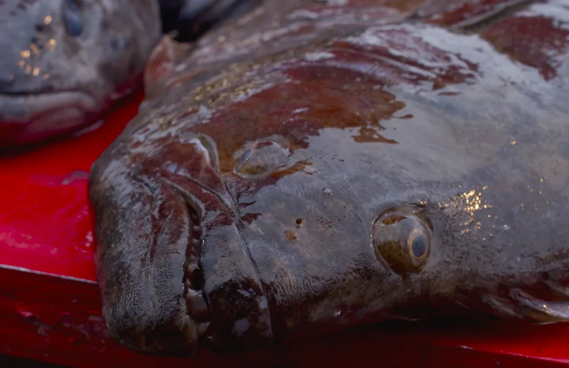 Kuzey Atlantik Morina balığı