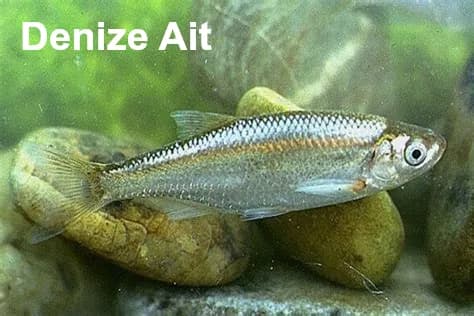 Lekeli Sılurus balığı