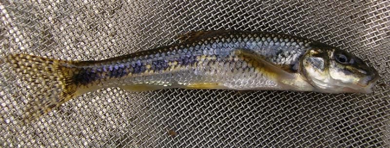 Sakarya Yalancı Sazanı balığı