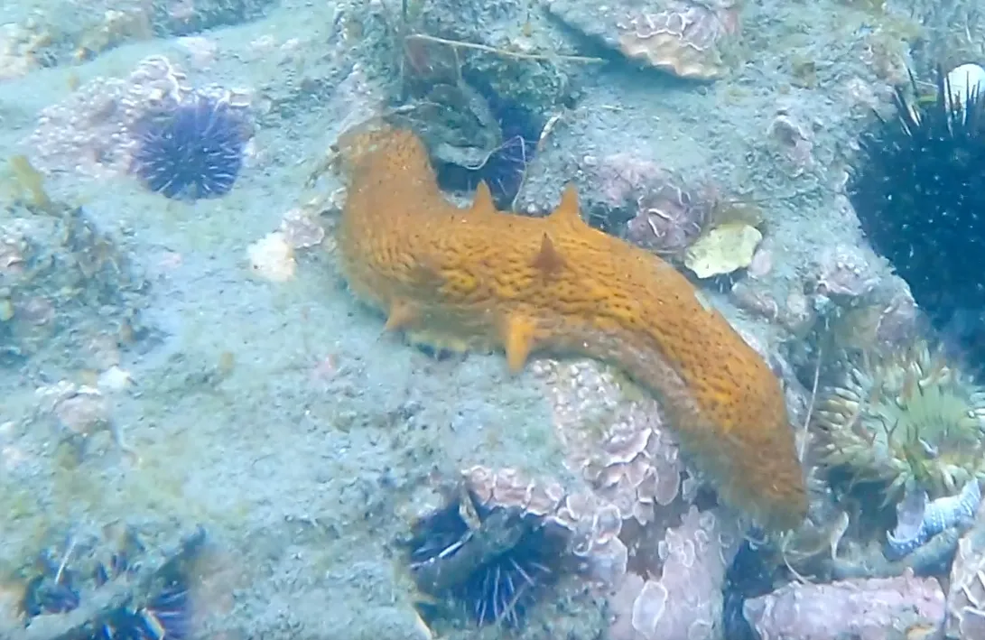 Deniz hıyarı balığı