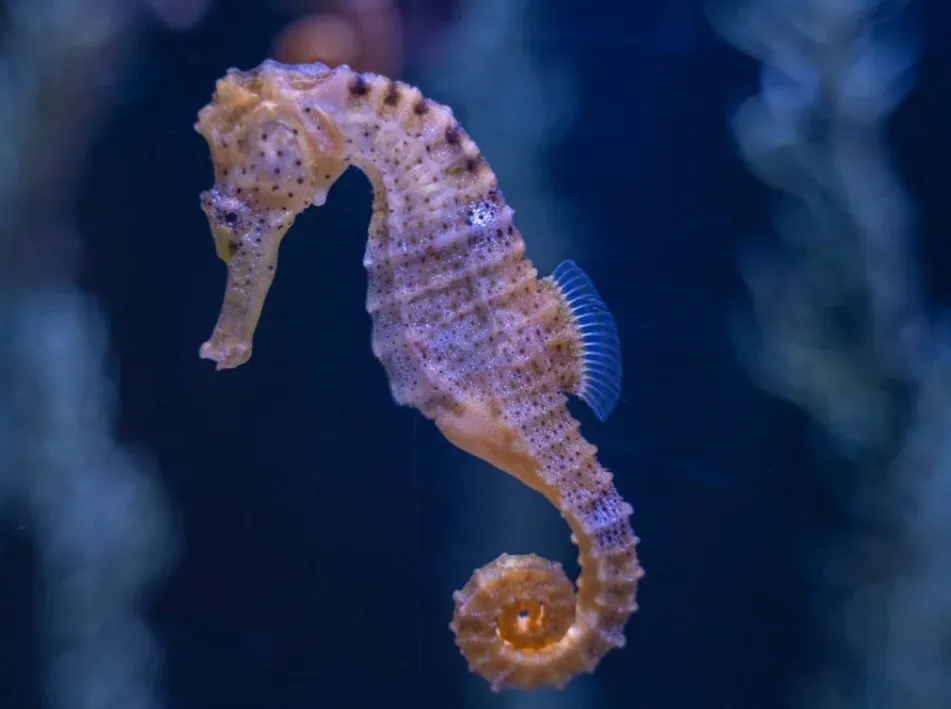 Karadeniz denizatı balığı