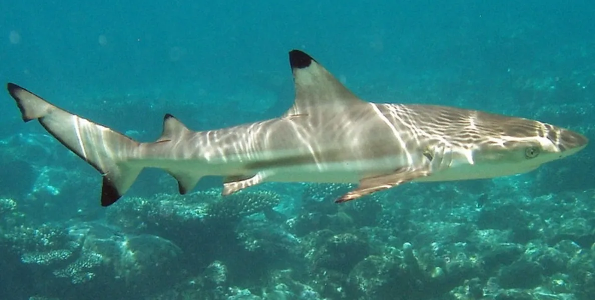 Siyah uçlu köpek balığı balığı