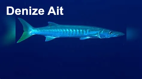 Avrupa Dip Balığı balığı