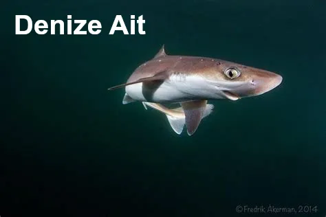 Dikenli Köpekbalığı balığı