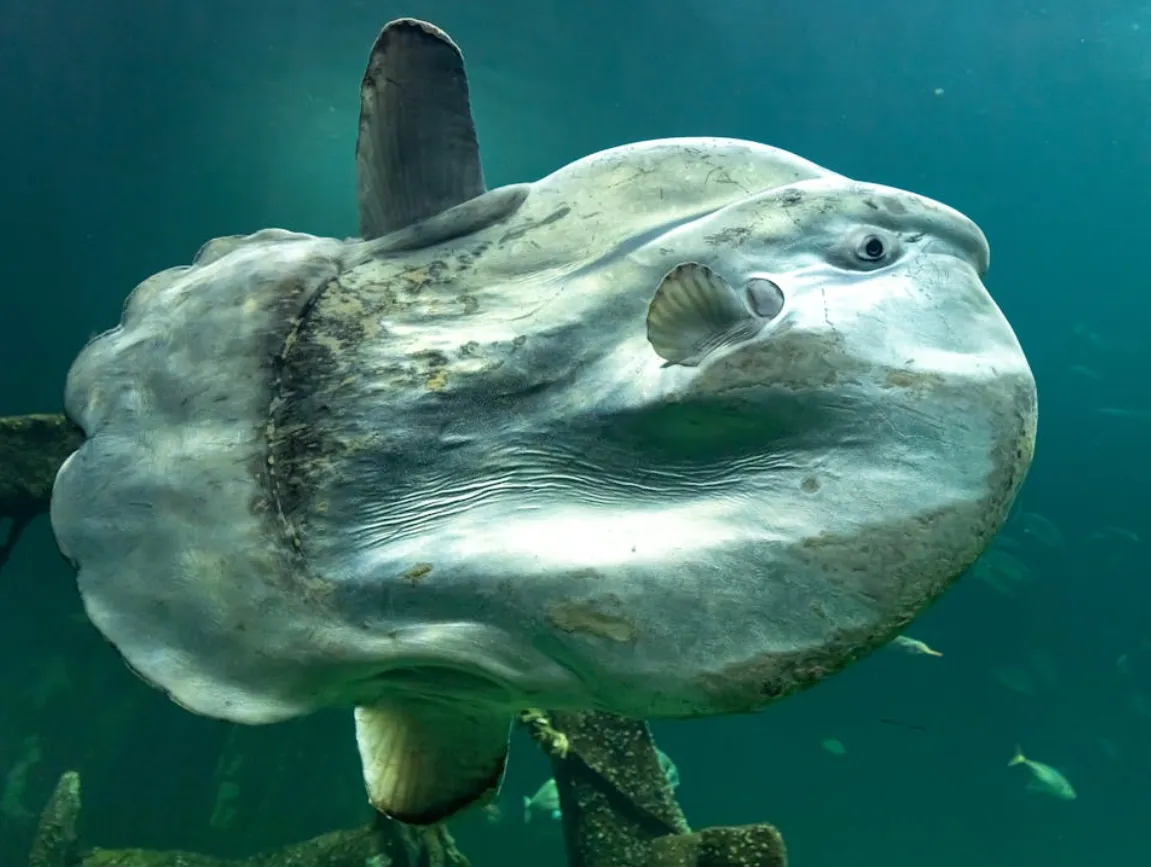 Okyanus Güneş Balığı balığı