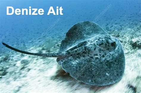 Uykulu Pasta balığı