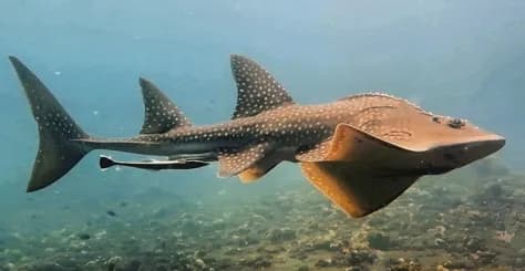 Yalancı köpekbalığı balığı