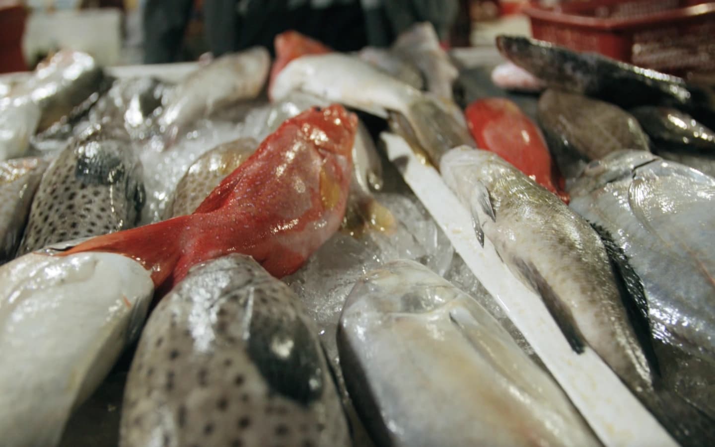 Aralık Ayı Balıkları Nelerdir Aralık Ayında Hangi Balıklar Yenir